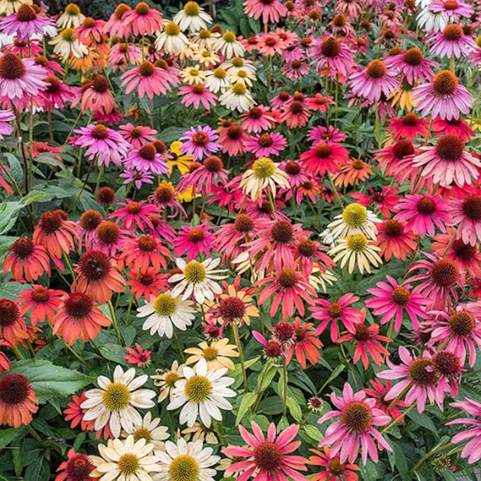 Echinacea 'Sunbird' Chrysanthemum Echinacea purpurea Seeds for Planting in Flower Bed & Garden