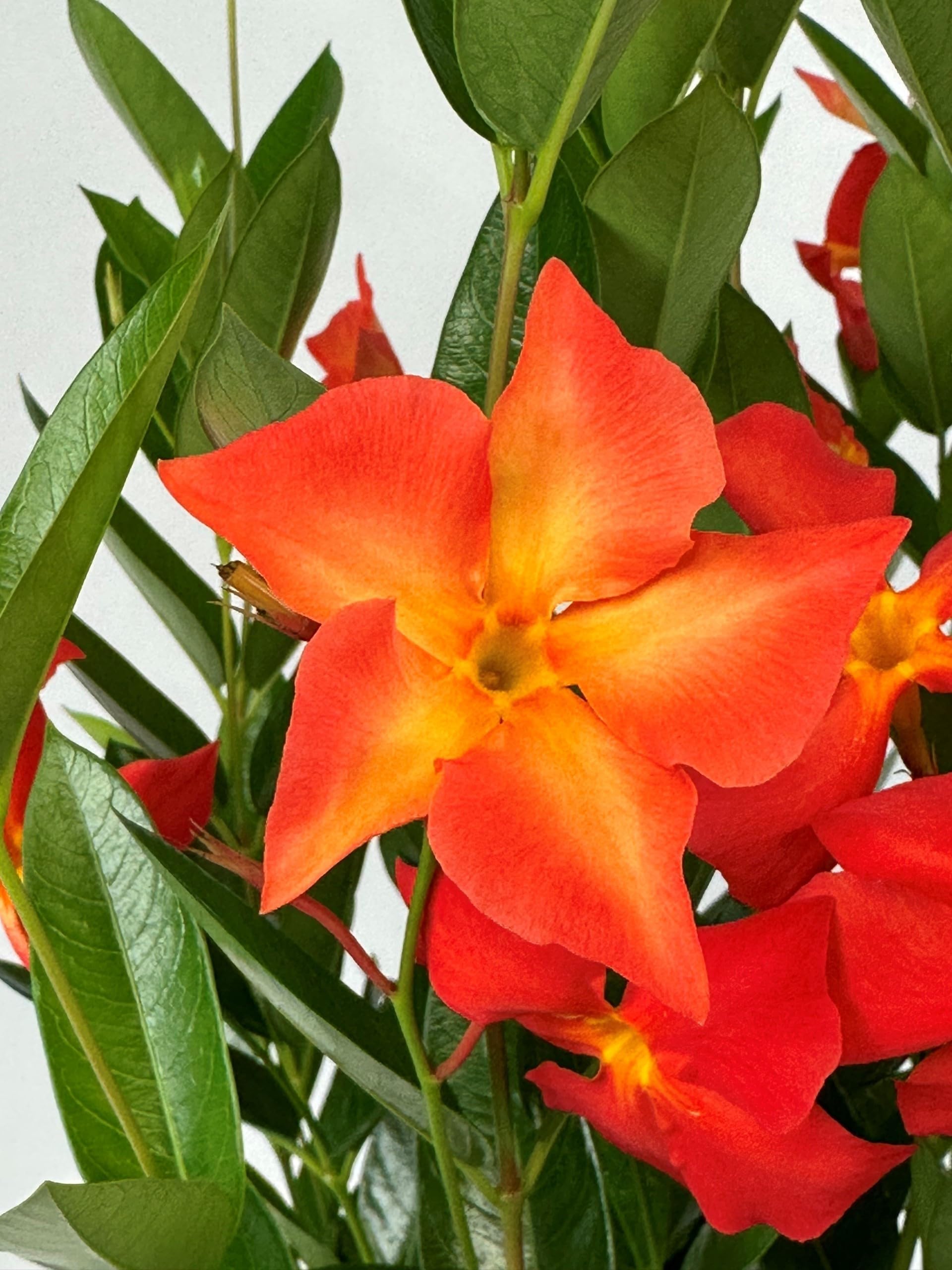 Mandevilla Orange Flower Seeds for Vibrant Garden Planting