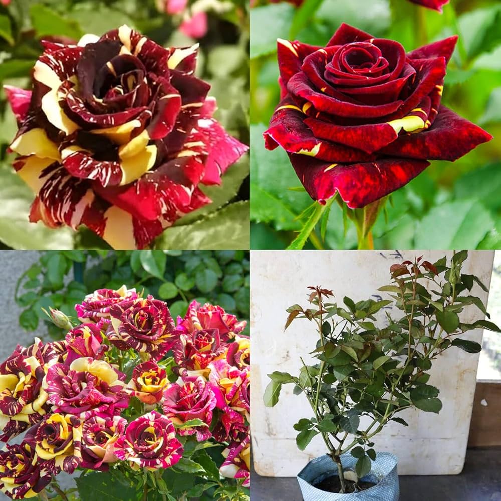 Red Rainbow Potted Rose Flower Seeds for Planting NonGMO Heirloom Easy to Grow Garden Blooms
Sale