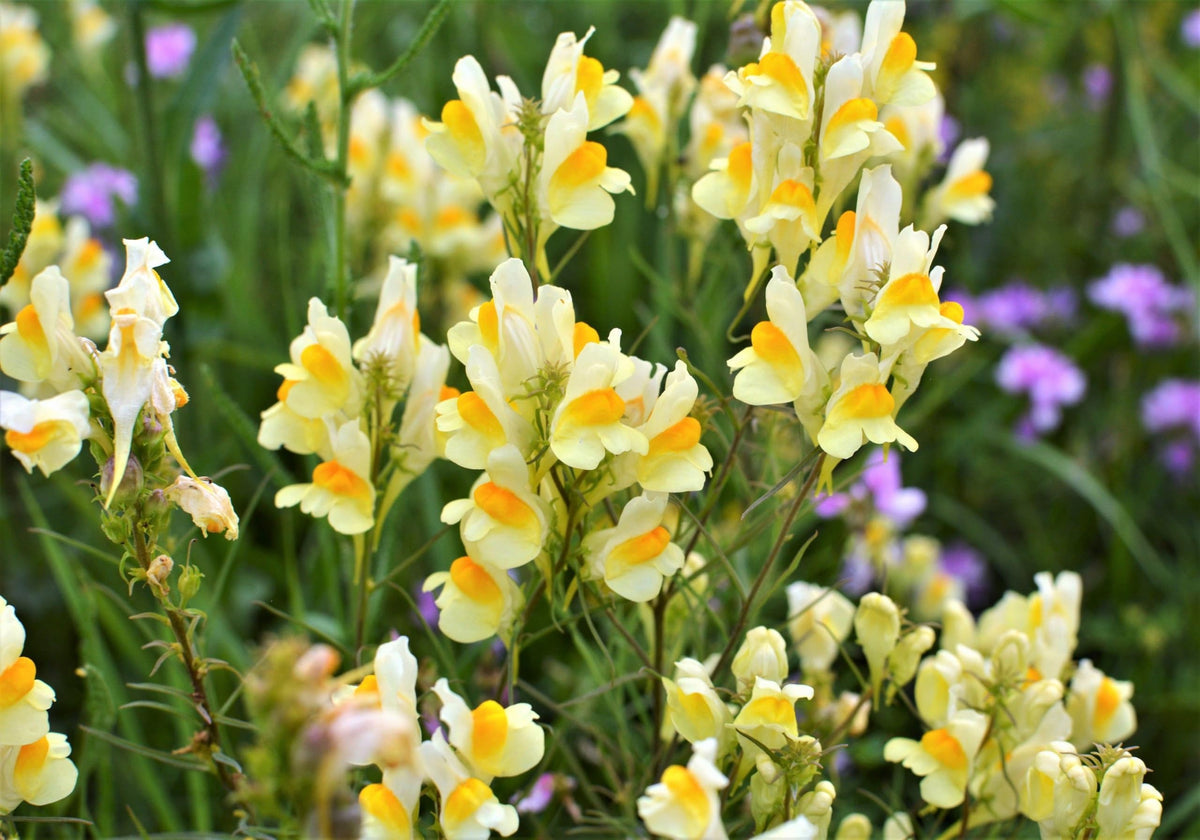 Oldfield Toadflax Flower seeds for Planting - Garden Favorite, Heirloom & GMO Free Seeds for Home Garden
Sale seeds for planting in home garden