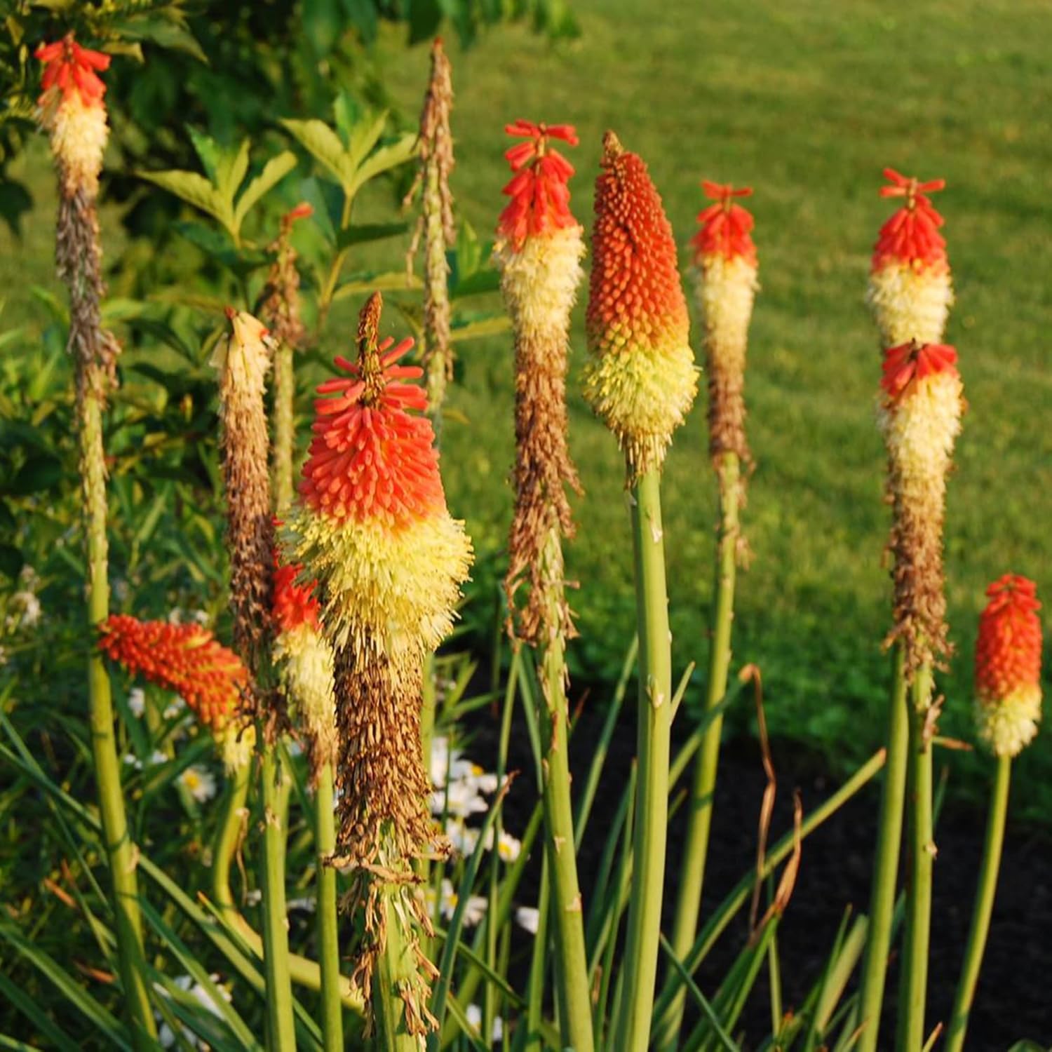 Red Hot Poker Seeds Torch Lily Kniphofia Perennial Flowering Plant Attract Hummingbirds &