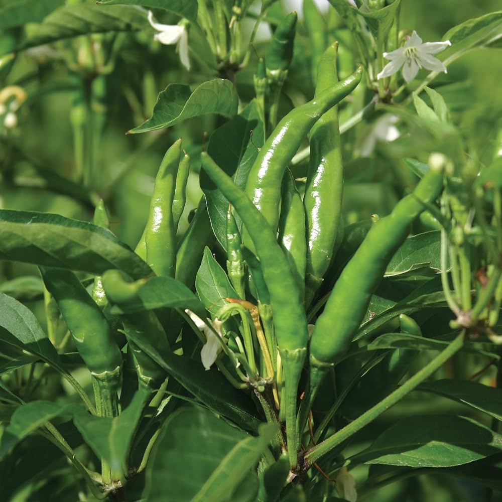 Capsicum Chili Pepper Seeds for Planting Capsicum annuum for vegetable patches and kitchen gardens