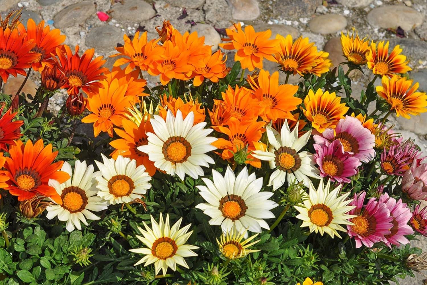 Gazania Sunflower Medal Daisy Gazania spp. Seeds for Planting in Flower Bed