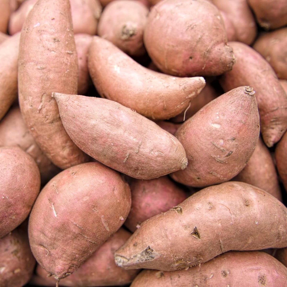 Sweet Potato Seeds Non-Gmo Vegetable Home Garden Plant Seed For Planting Best Selling