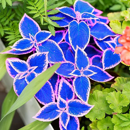 Blue Coleus Plant Seeds for Easy Planting