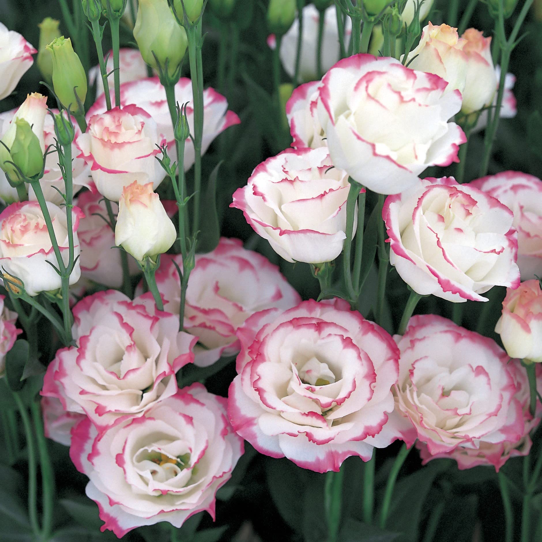 Lisianthus Echo Pink Picotee Seeds for Beautiful Pink and White Flowers