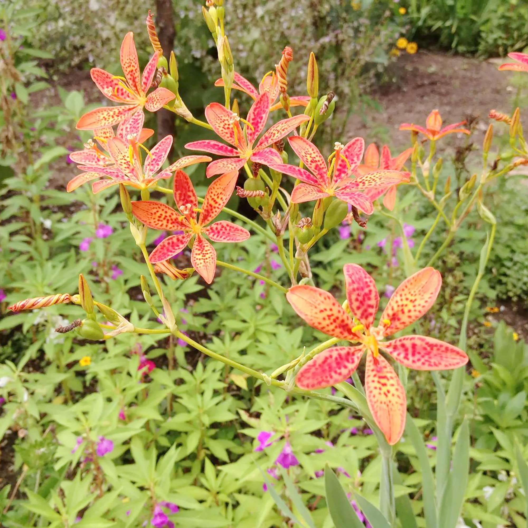 Blackberry Lily Seeds, Flower Seeds, Chinese Medicine Seeds