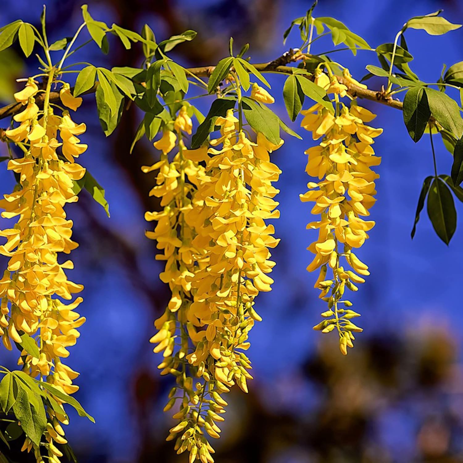 Yellow Wisteria Seeds Sinensis Climbing Woody Vine Fragrant Blooms Ornamental Plant In Gardens And