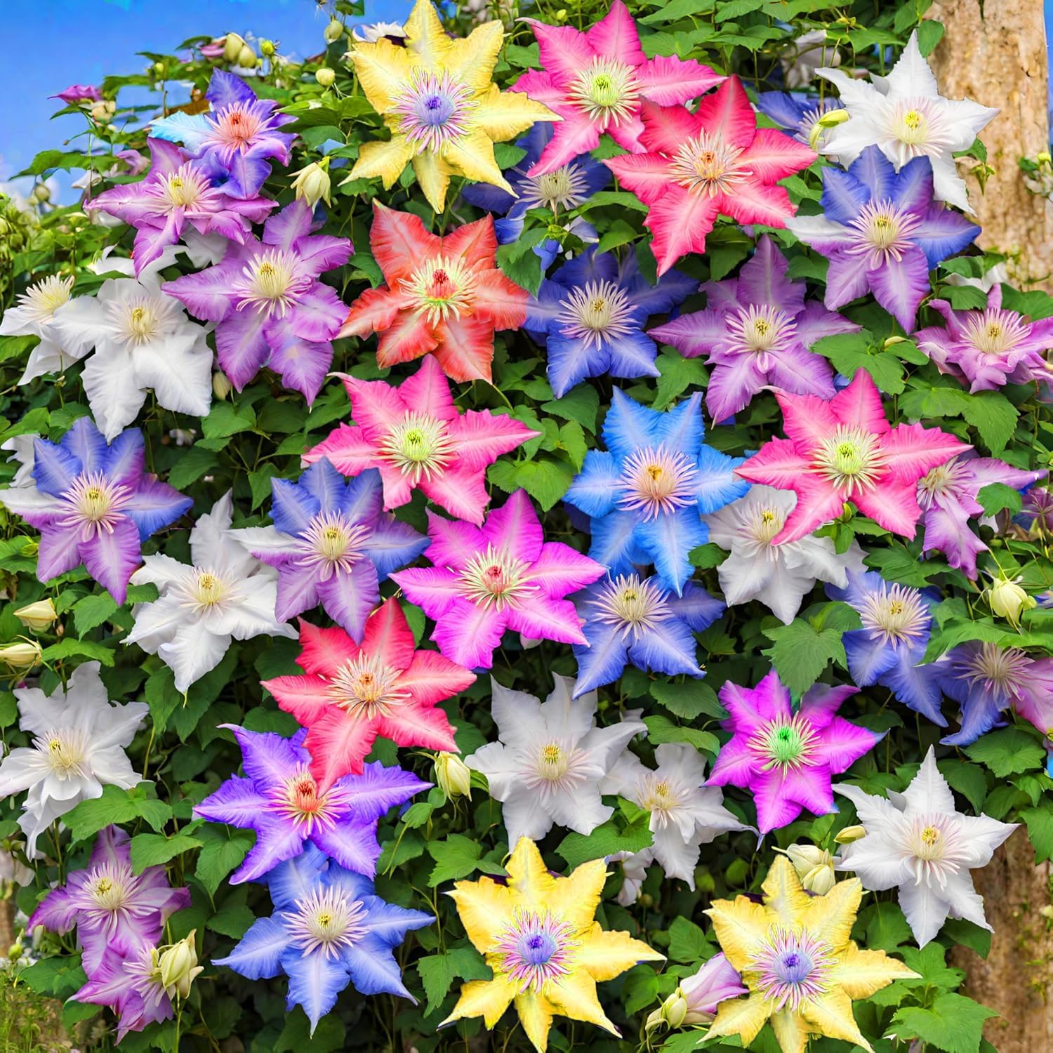 Clematis Mixed Colors Wonderful Large Blooms Perennial Vine Seeds
