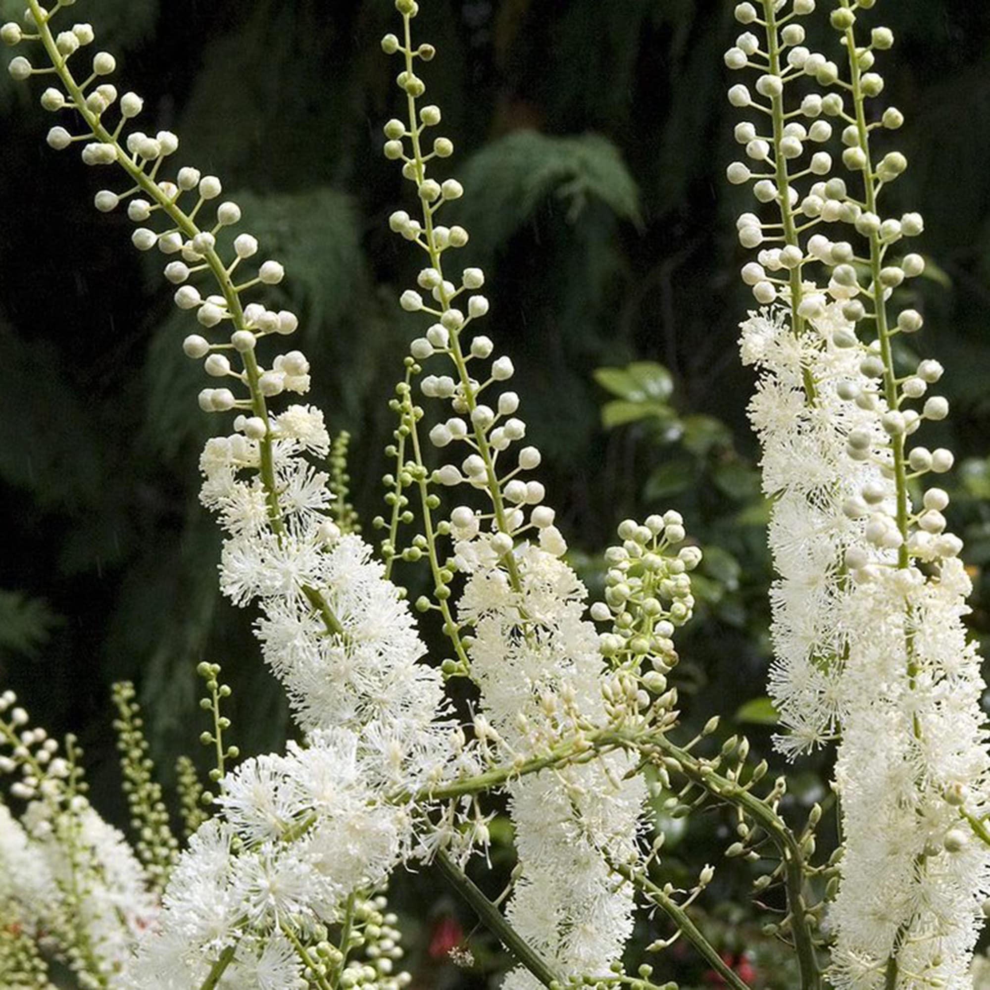 Black Cohosh Actaea racemosa Seeds for Planting - Ideal for Flower Bed & Home Garden