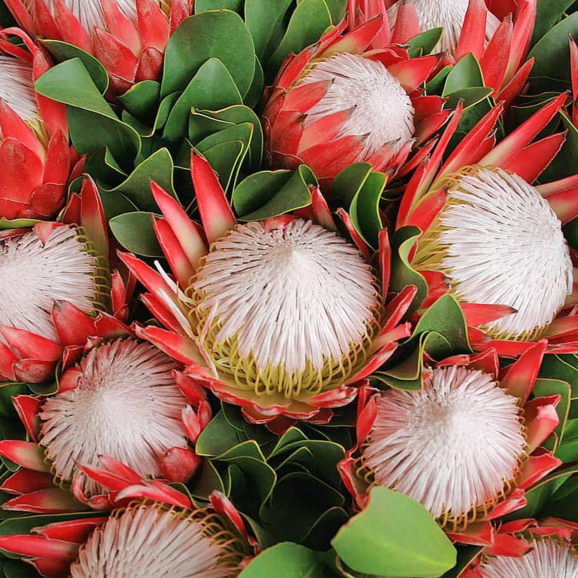 Protea Cynaroides Flower Seeds for Planting in Flower Bed