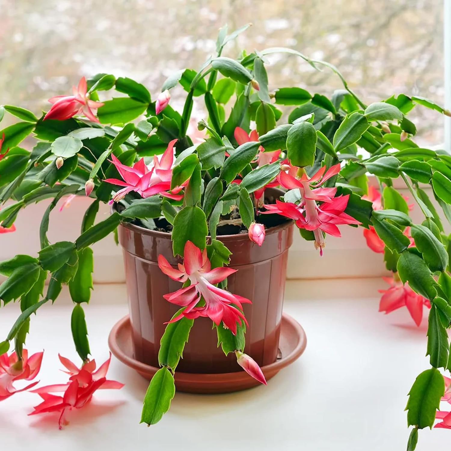 Crab Cactus Christmas Ornamental Garden Decorate Pots Hanging Baskets Outdoor Indoor Houseplant