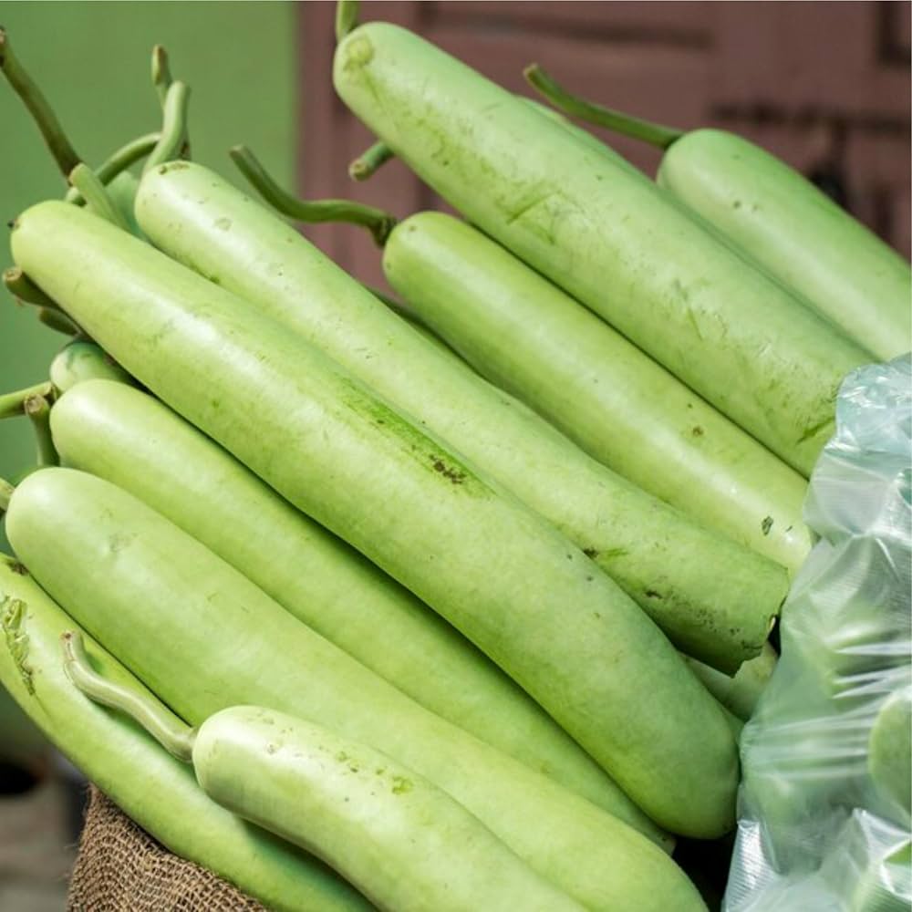 Bottle Pumpkin Seeds for Planting Lagenaria siceraria for home gardens and kitchen patches