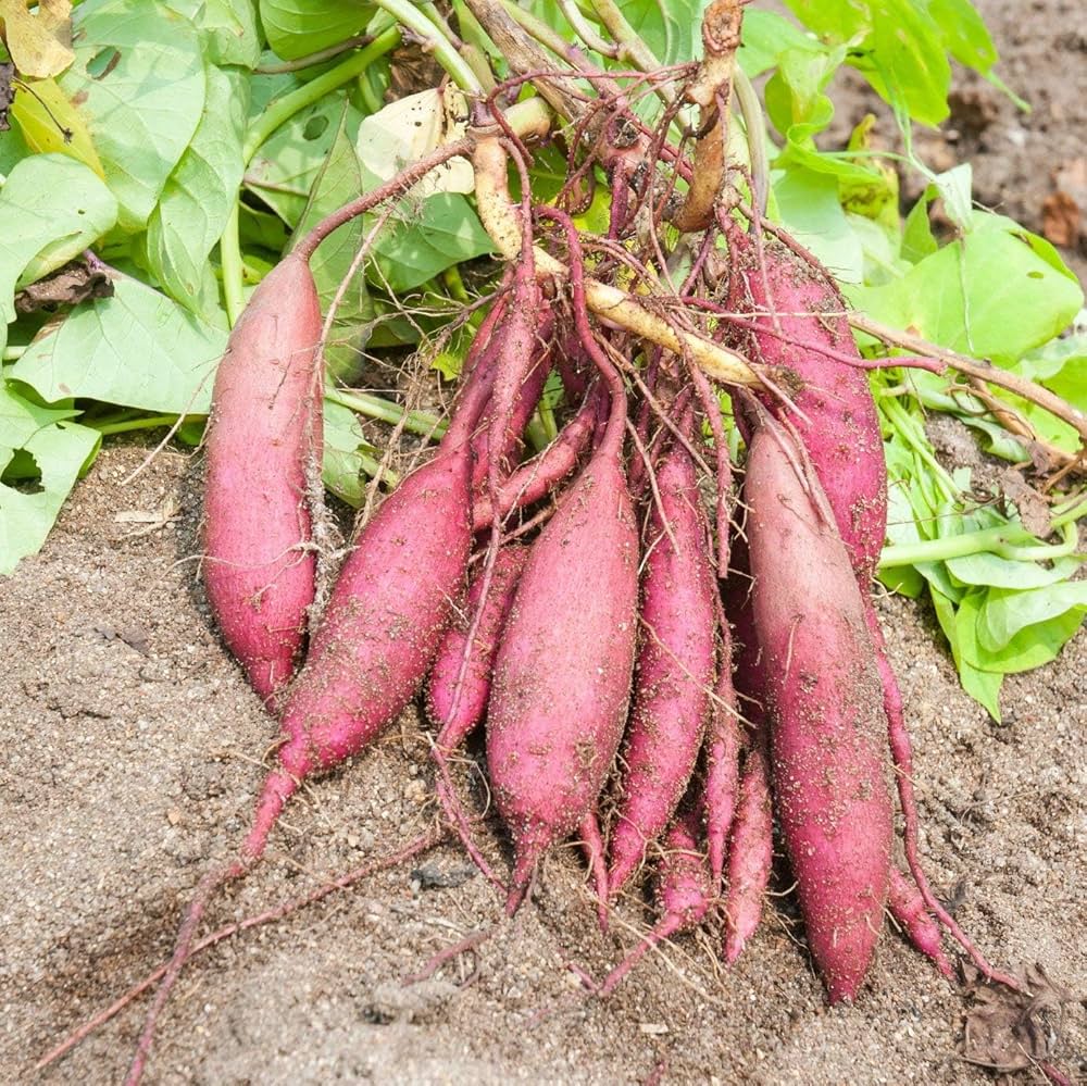 Pink Batatas Potato Seeds - Perfect in Your Garden, Premium Seeds seed packet for home gardening