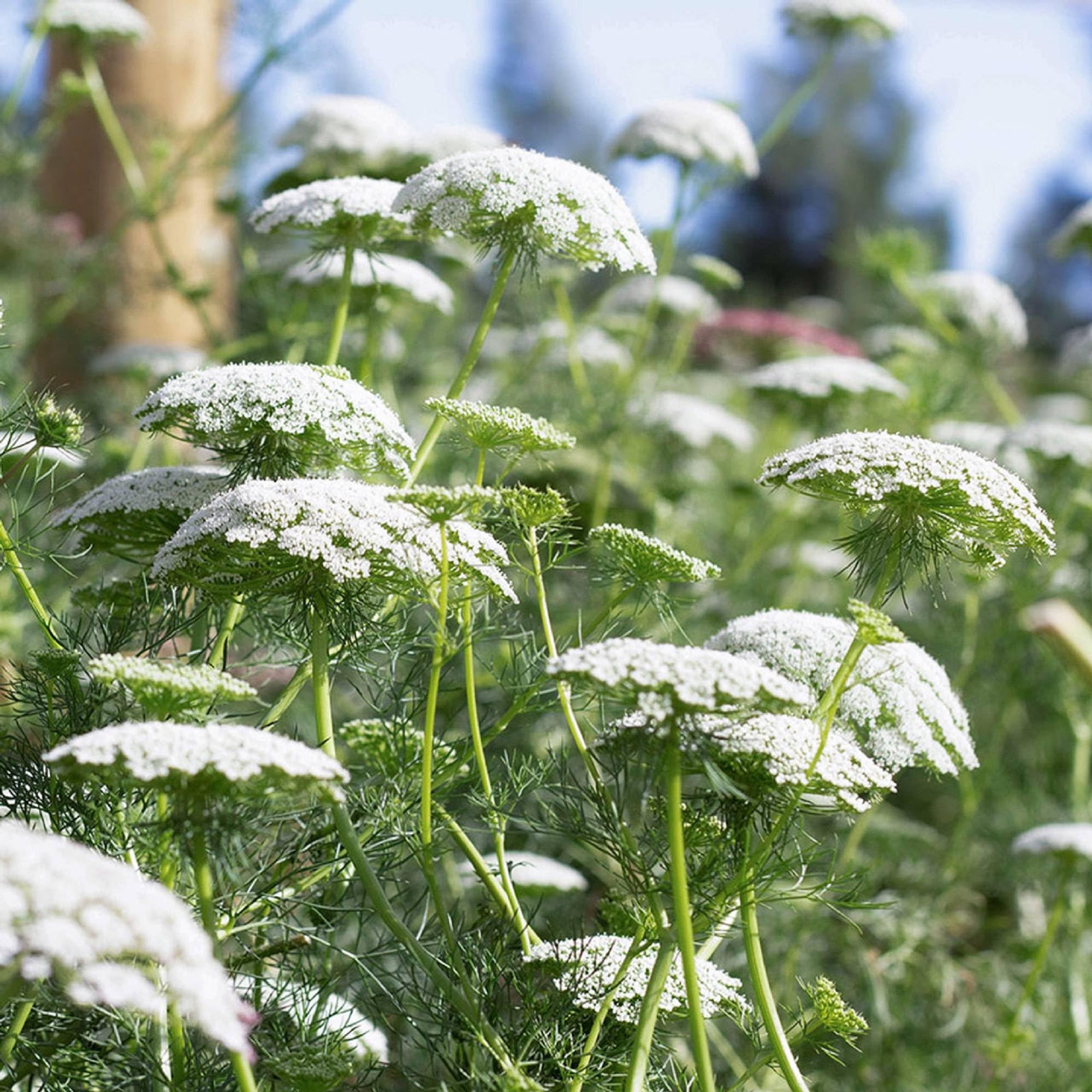 Ammi Majus Fabaceae Seeds for Planting in Flower Bed and Herb Garden