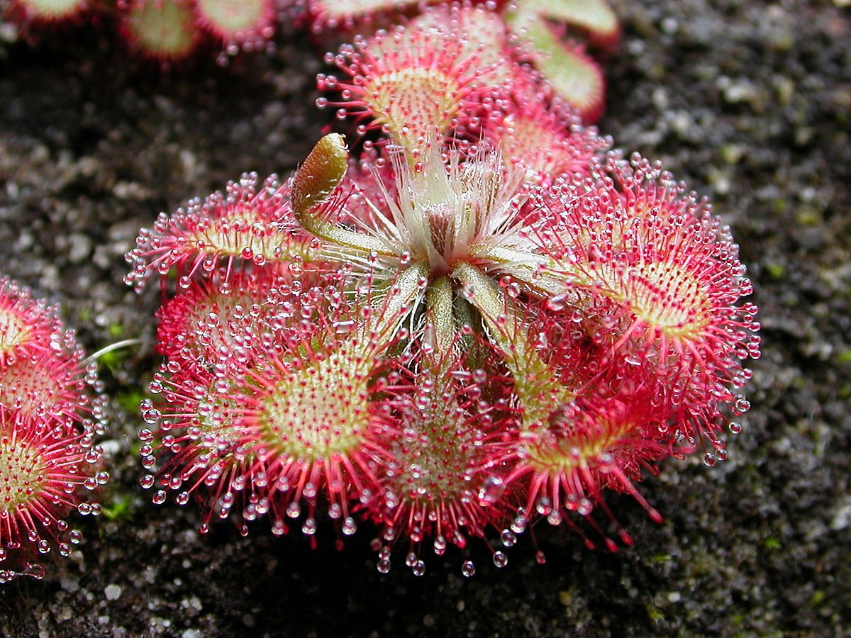 Pink Drosera Sundew Flower seeds blooming in flower beds, containers, borders, and pollinator-friendly gardens