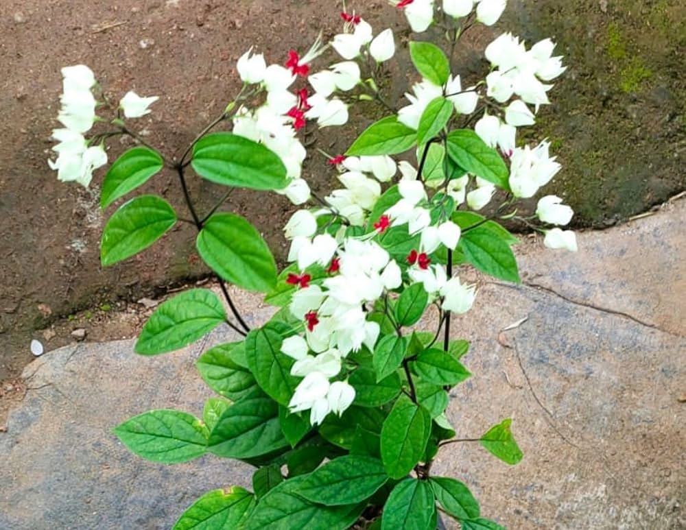 White Clerodendrum Thomsonae Hanging Flower Seeds for Planting Vibrant Colors Heirloom & GMO Free Seeds for Home Garden
Sale