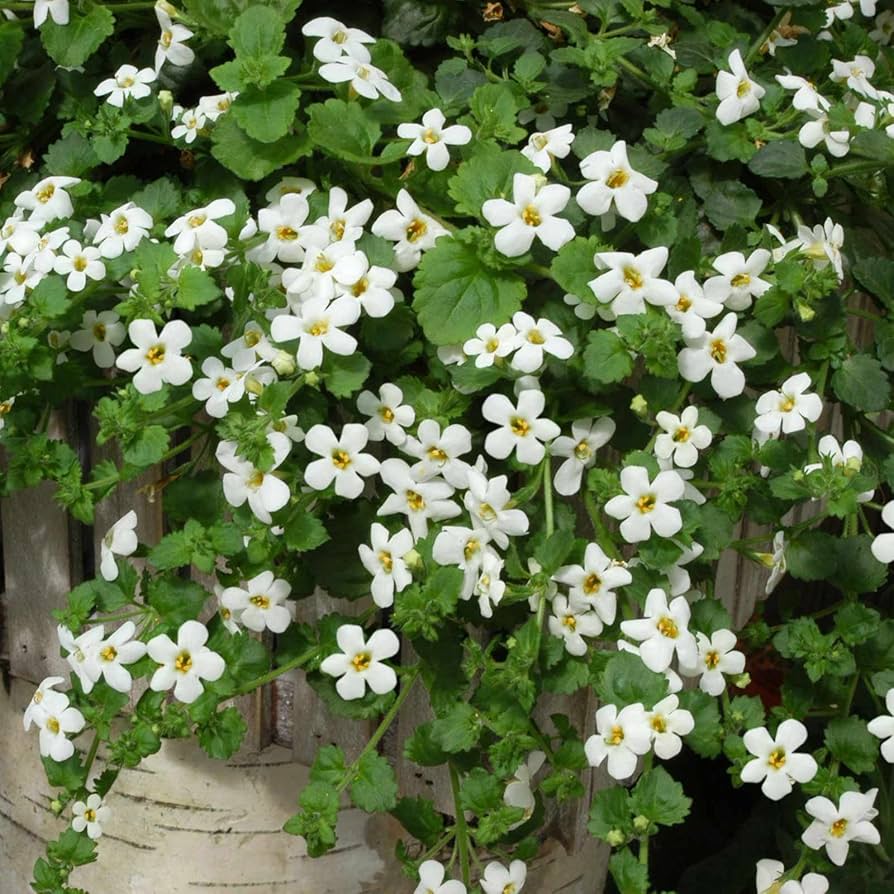 Hanging Bacopa Sutera cordata flower seeds