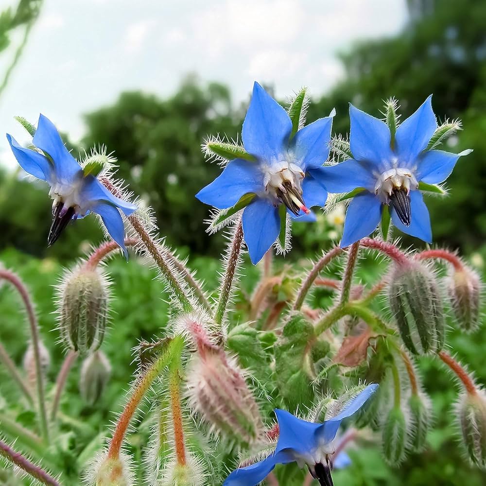 Blue Borage Flower seeds for Planting - Easy to Grow, Heirloom & GMO Free Seeds for Home Garden