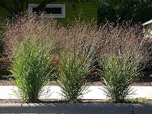 Switchgrass Panicum virgatum Plant Seeds for Planting in Landscape