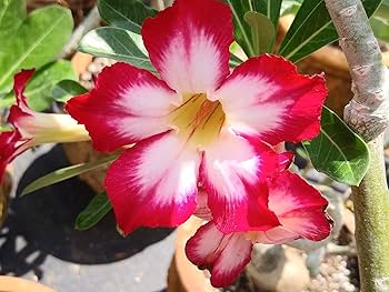 Mixed Desert Rose Adenium obesum Flower Seeds for Planting in Flower Bed and Garden