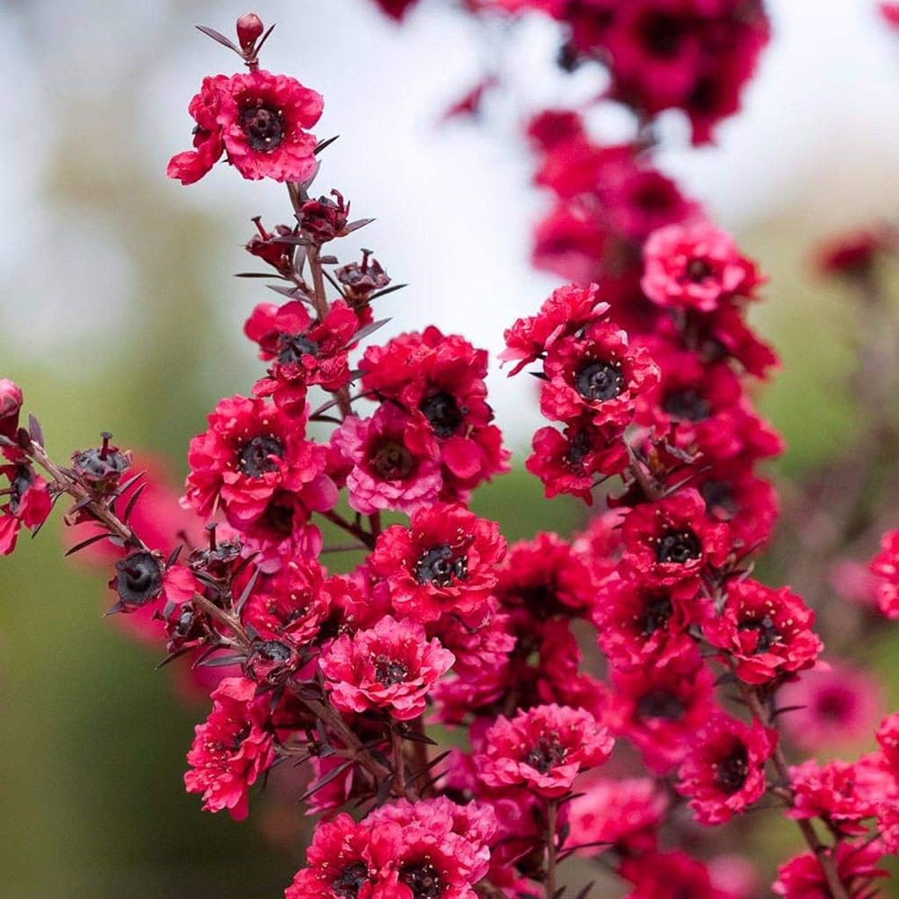 Pink Manuka Honey Teatree Leptospermum Scoparium Flower seeds growing as an ornamental landscape tree with attractive seasonal foliage and blooms