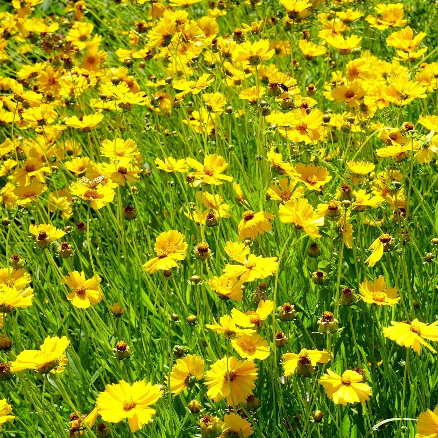 Coreopsis Rosea for planting in flower bed