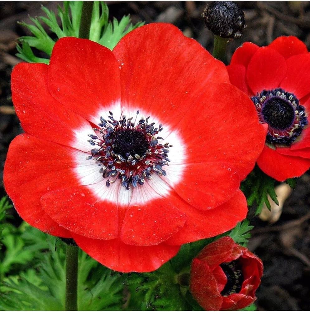 Anemone Anemone spp. Seeds for Planting in Flower Bed