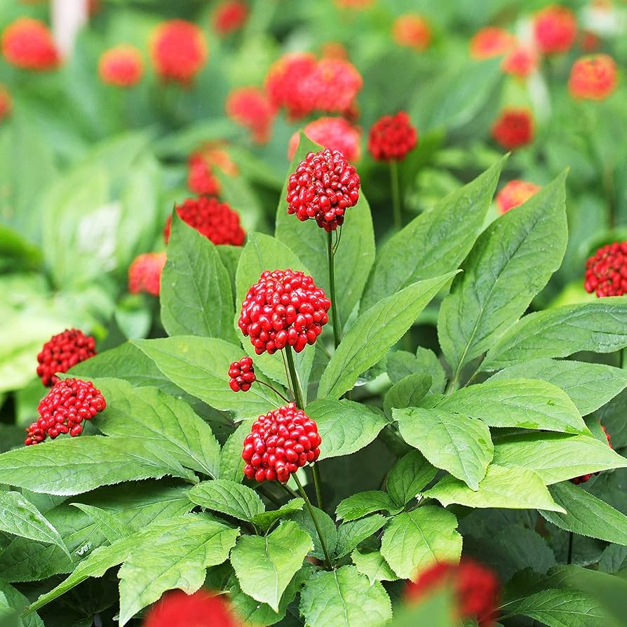 American Ginseng Plants