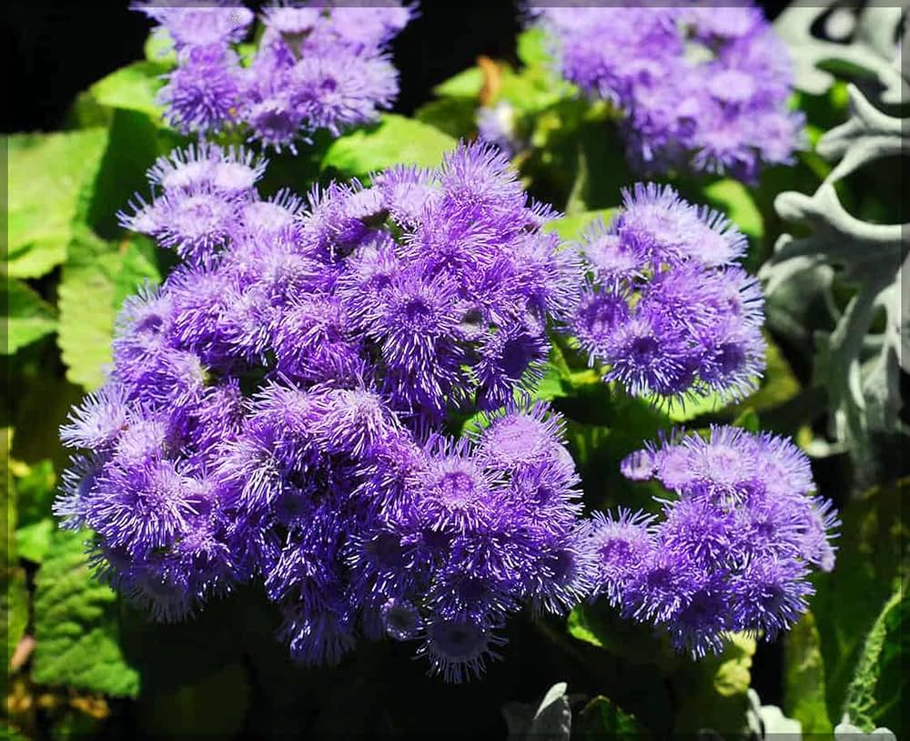 Violet Ageratum Flower seeds for Planting - Seasonal Bloomer, Heirloom & GMO Free Seeds for Home Garden