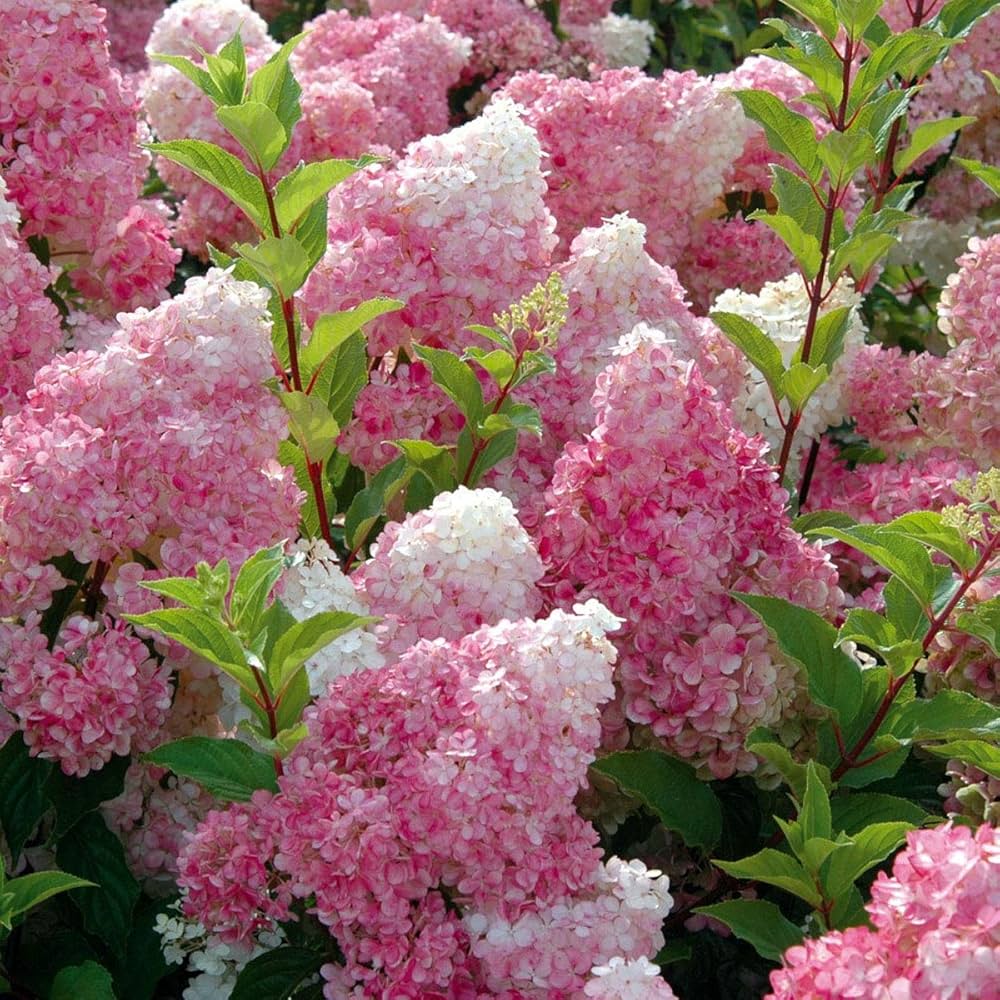 Hydrangea Vanilla Fraise Hydrangea macrophylla Seeds for Planting - Ideal for Flower Bed & Home Garden
