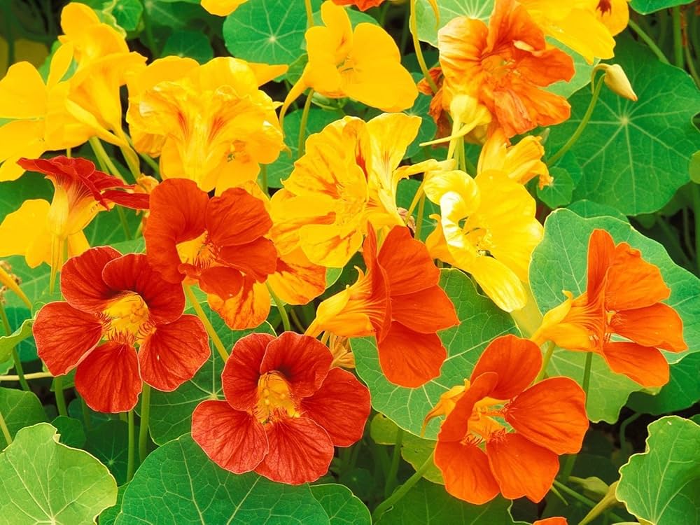 Nasturtium Tropaeolum majus Flower Seeds for Planting
