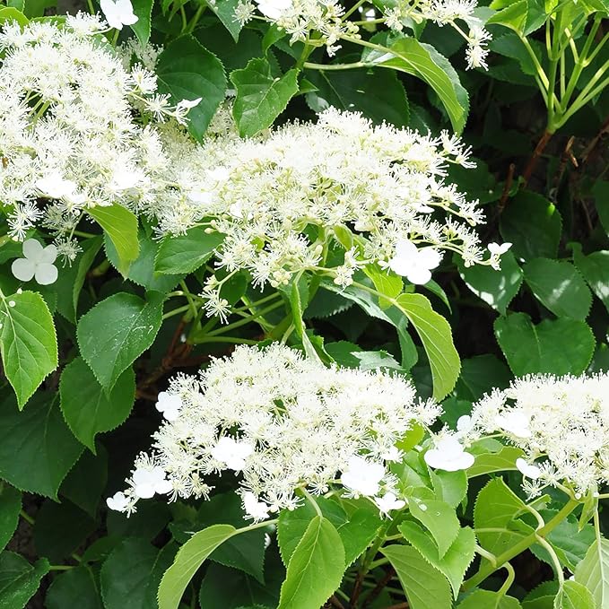 Climbing Hydrangea Hydrangea anomala Flower Seeds for Planting in Garden & Trellis