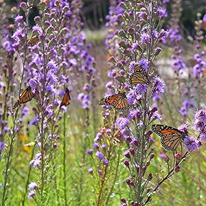 Meadow Blazing Star Liatris ligulistylis Seeds for Planting in Flower Bed & Garden