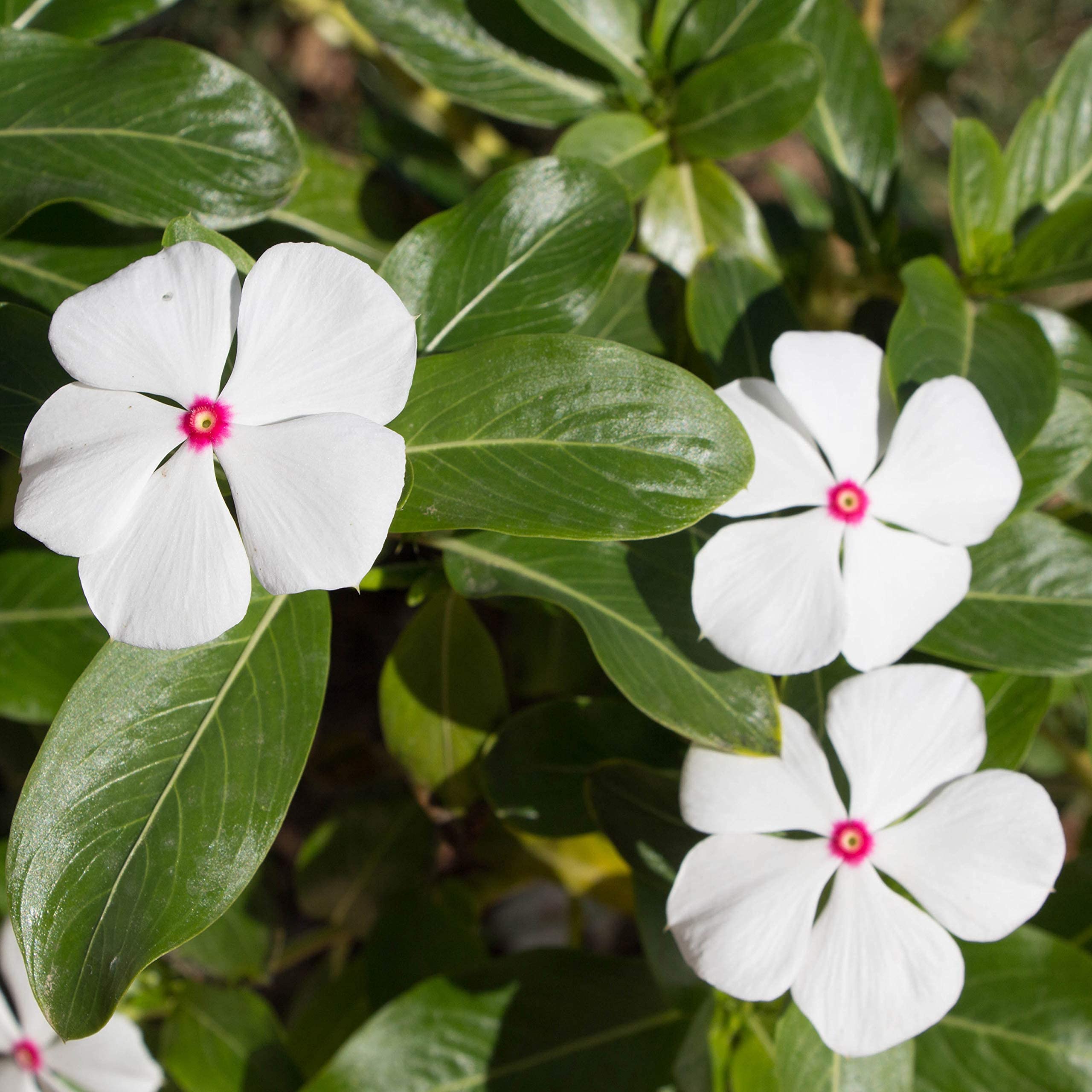Nana Vinca Little Bright Eyes Flower Seeds