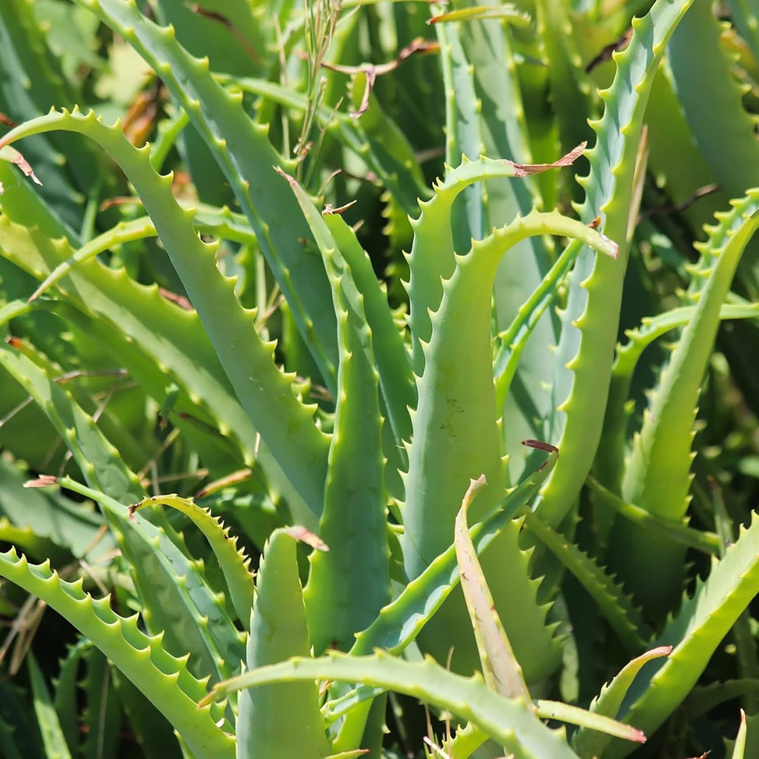 Aloe Vera Seeds Perennial Deer Resistant Low Maintenance Attracts Pollinators Ground Covers Borders