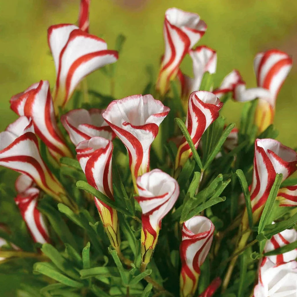 Red White Candy Cane Flower Seeds for Planting Vibrant Annual Blooms
