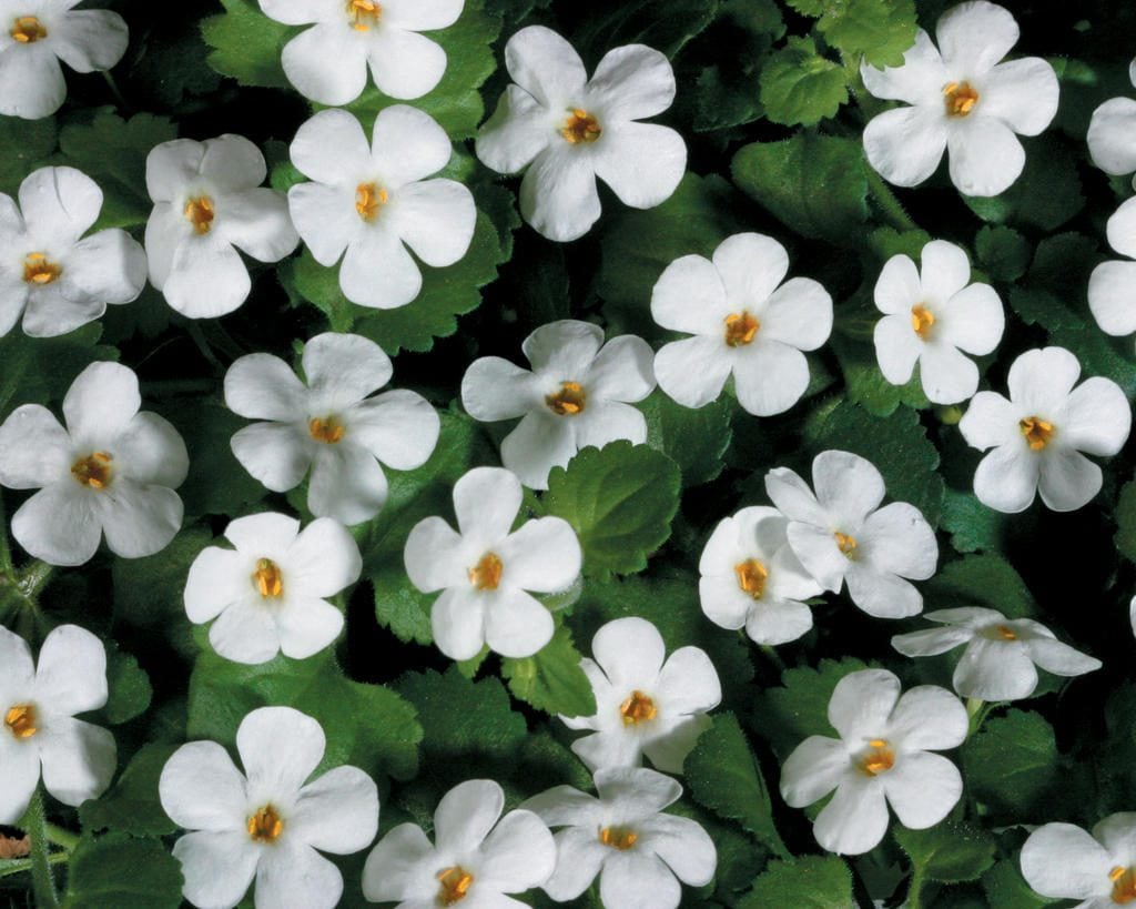 Mixed Bacopa Utopia Flower Seeds for Planting