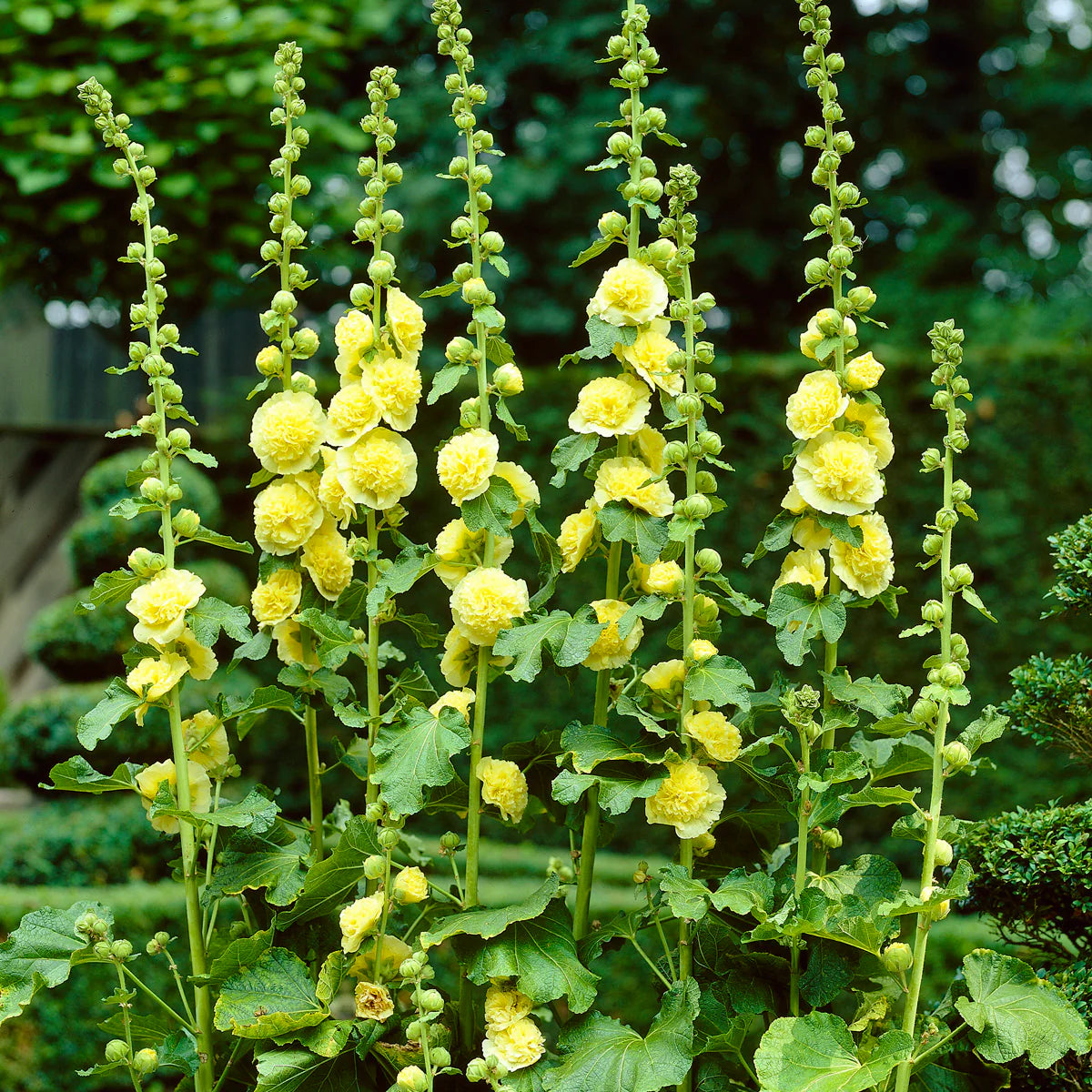 Yellow Perennial Bonsai hollyhock Flower seeds for Planting - Wildflower Mix, Heirloom & GMO Free Seeds for Home Garden