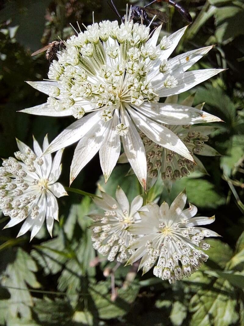 Green White Astrantia Flower seeds for Planting - Low Maintenance, Heirloom & GMO Free Seeds for Home Garden