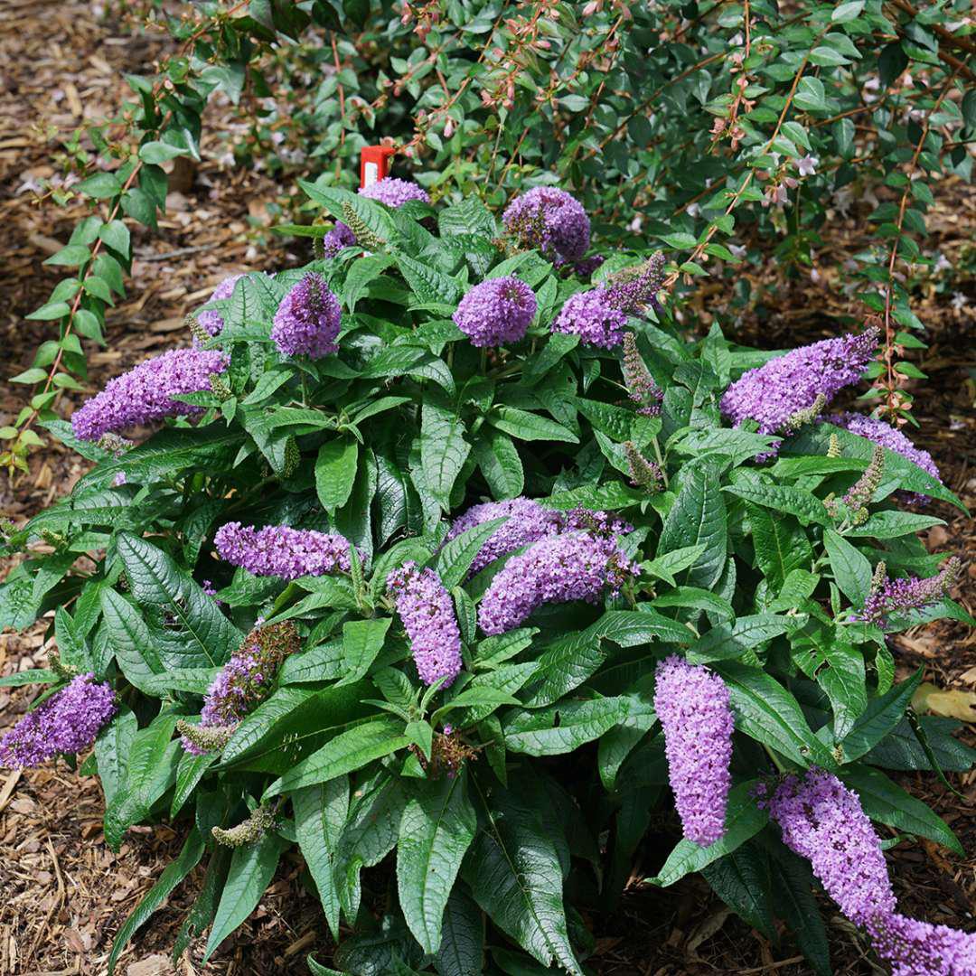 Bush Buddleia Flower seeds for Planting - Shade Tolerant, Heirloom & GMO Free Seeds for Home Garden