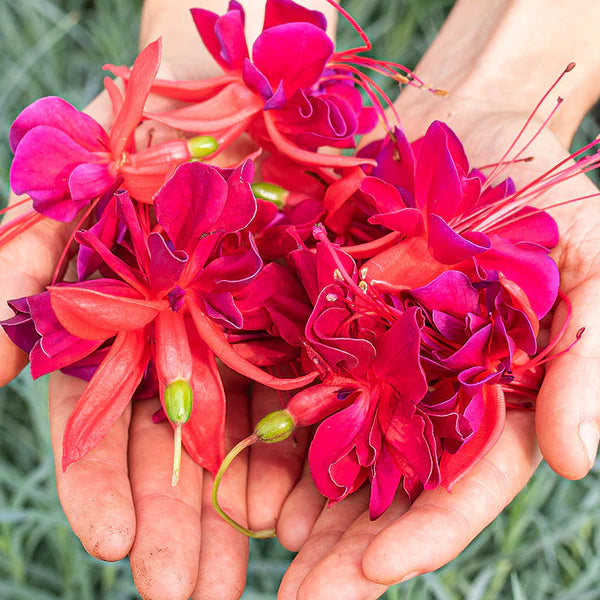 Red Double Petals Fuchsia Seeds for Planting Low Maintenance Heirloom & GMO Free Seeds for Home Garden
Sale