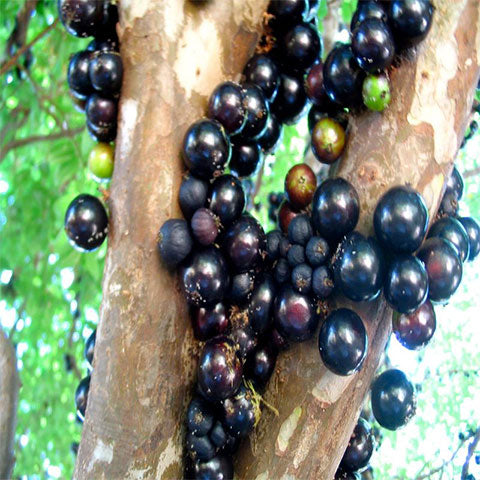 Jaboticaba Fruit Seeds for Planting Grow Exotic Tropical Fruit in Your Garden