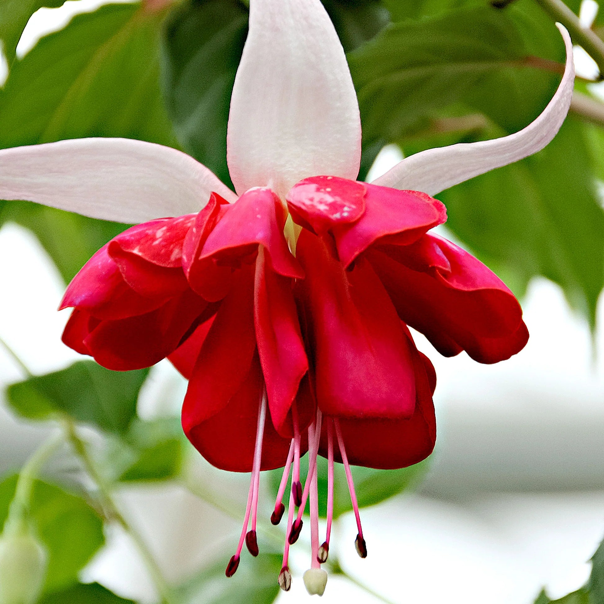 Red Double Petal Fuchsia Seeds for Planting Seasonal Bloomer Heirloom & GMO Free Seeds for Home Garden
Sale