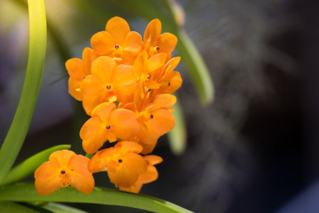 Orange Bell Orchid Seeds Flower seeds for Planting - Hardy Variety, Heirloom & GMO Free Seeds for Home Garden