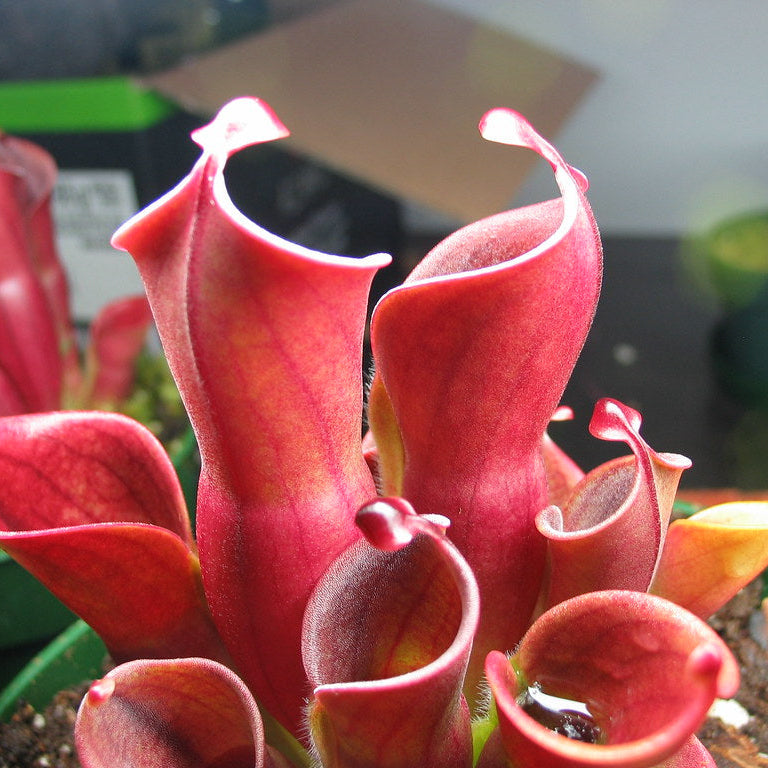 Red Heliamphora Pulchella Flower seeds for Planting - Hardy Variety, Heirloom & GMO Free Seeds for Home Garden