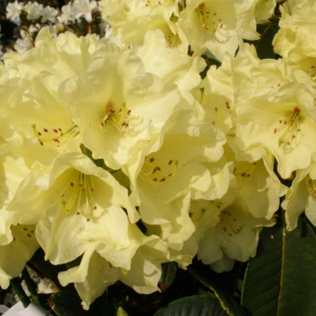 Yellow Rhododendron Campylocarpum Flower Seeds for Planting - Enhance Your Garden with Stunning Blooms