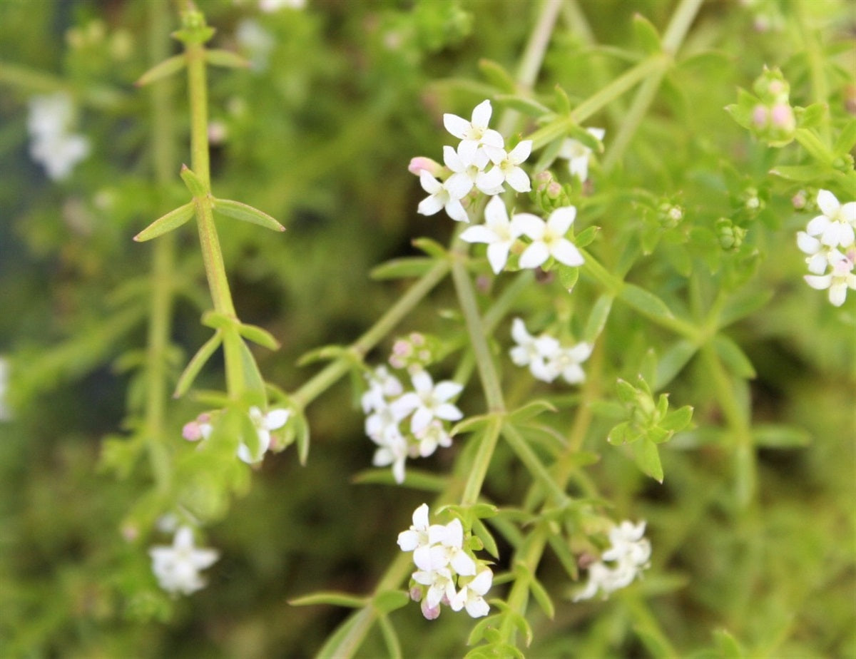 Asperula Flower seeds for Planting, Easy to Grow Heirloom & GMO Free Seeds for Home Garden Sale