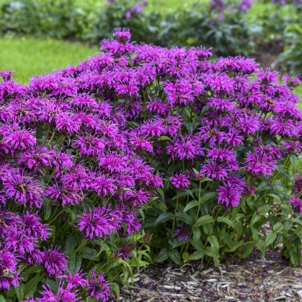 Purple Monarda Didyma Flower seeds for Planting - Garden Favorite, Heirloom & GMO Free Seeds for Home Garden