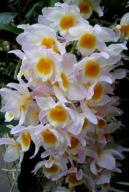 Cream Eggs Baby Orchid Flower seeds for Planting - Easy to Grow, Heirloom & GMO Free Seeds for Home Garden